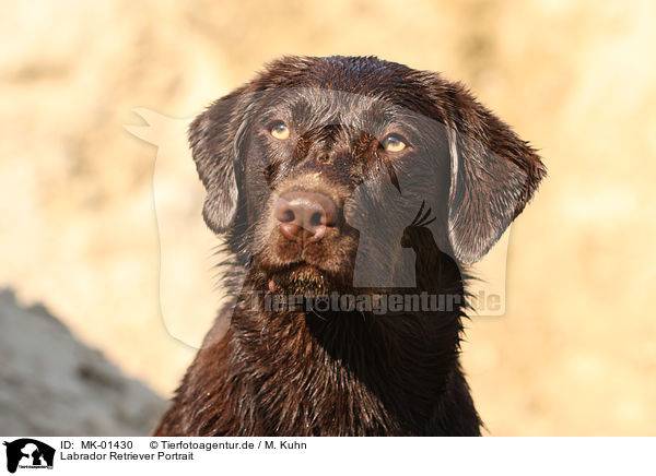 Labrador Retriever Portrait / MK-01430