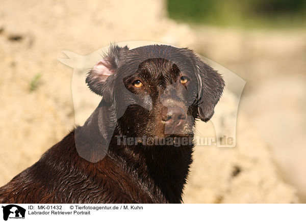 Labrador Retriever Portrait / MK-01432
