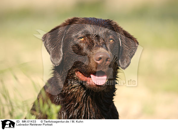 Labrador Retriever Portrait / MK-01433