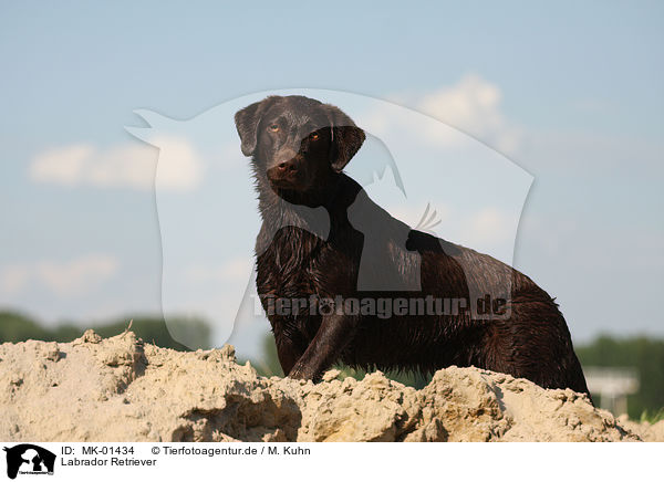 Labrador Retriever / MK-01434