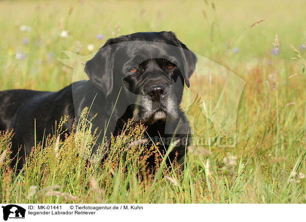 liegender Labrador Retriever / MK-01441