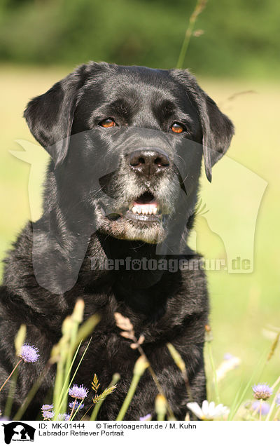 Labrador Retriever Portrait / Labrador Retriever Portrait / MK-01444