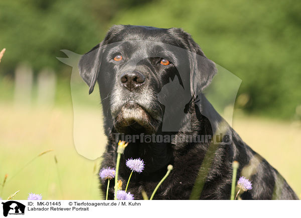 Labrador Retriever Portrait / MK-01445