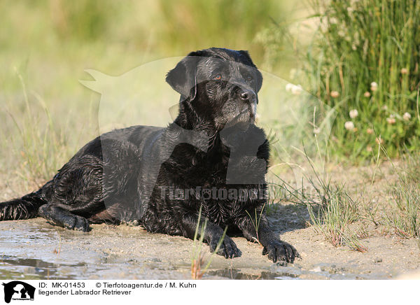 liegender Labrador Retriever / MK-01453