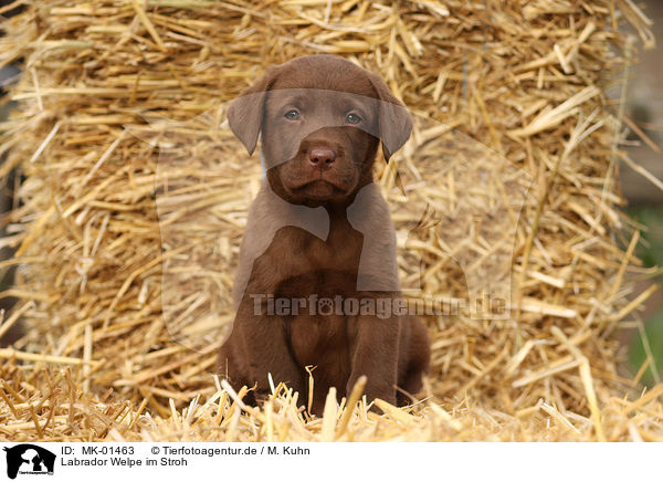 Labrador Welpe im Stroh / MK-01463