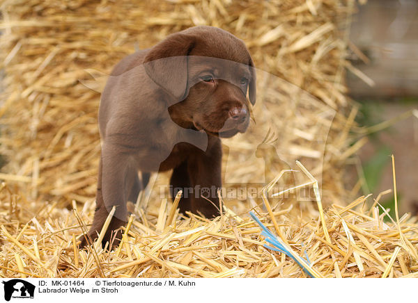Labrador Welpe im Stroh / MK-01464