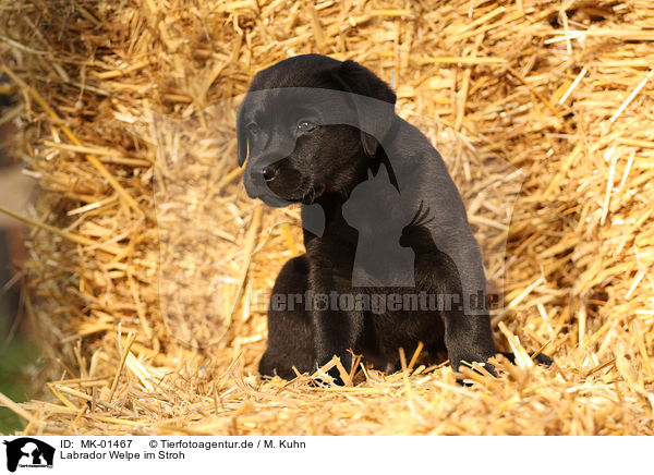 Labrador Welpe im Stroh / MK-01467