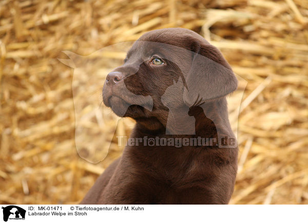 Labrador Welpe im Stroh / MK-01471