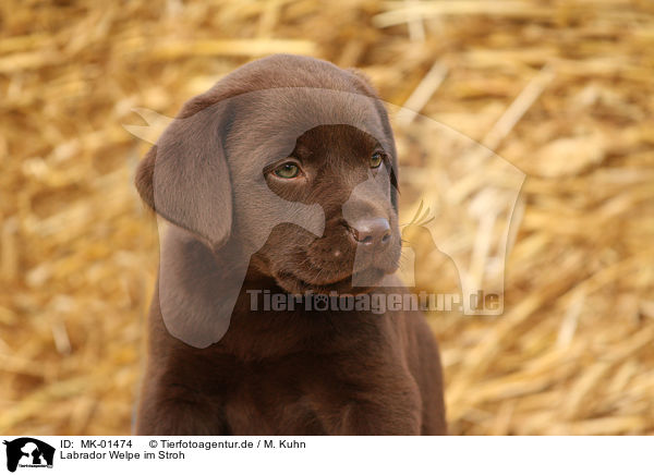 Labrador Welpe im Stroh / MK-01474
