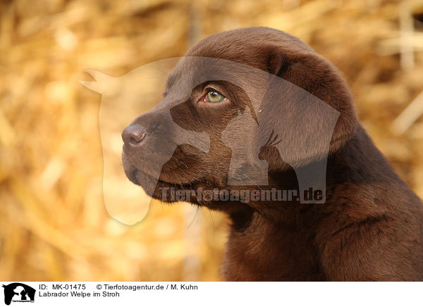 Labrador Welpe im Stroh / MK-01475