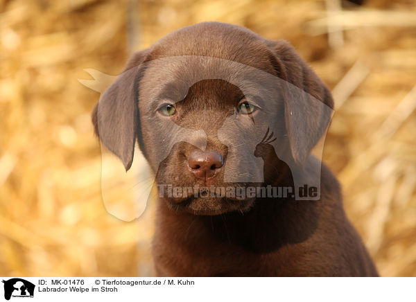Labrador Welpe im Stroh / MK-01476