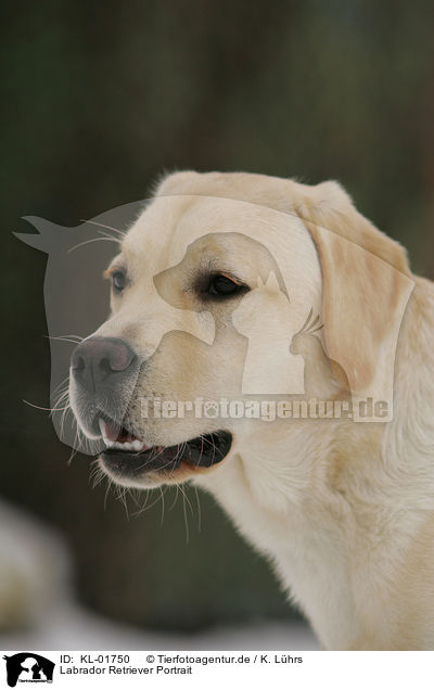 Labrador Retriever Portrait / Labrador Retriever Portrait / KL-01750