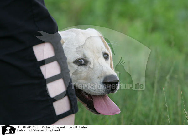 Labrador Retriever Junghund / young labrador retriever / KL-01755