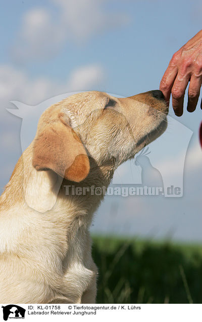 Labrador Retriever Junghund / KL-01758