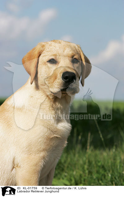 Labrador Retriever Junghund / young labrador retriever / KL-01759