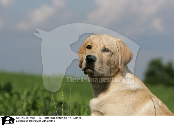Labrador Retriever Junghund / young labrador retriever / KL-01760