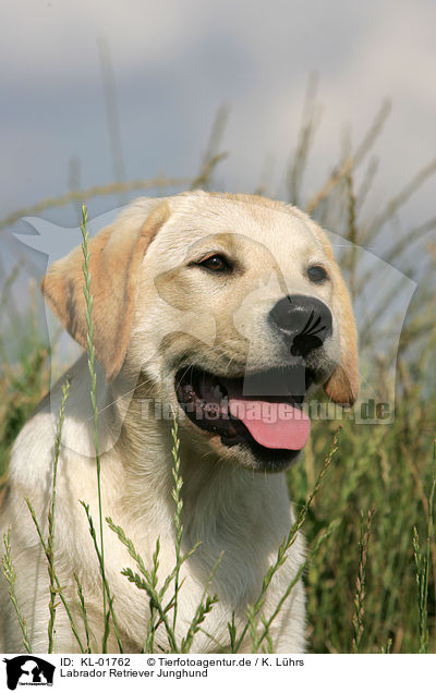 Labrador Retriever Junghund / young labrador retriever / KL-01762