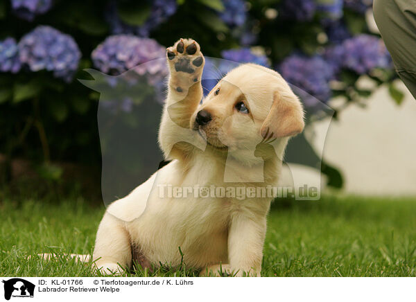 Labrador Retriever Welpe / KL-01766