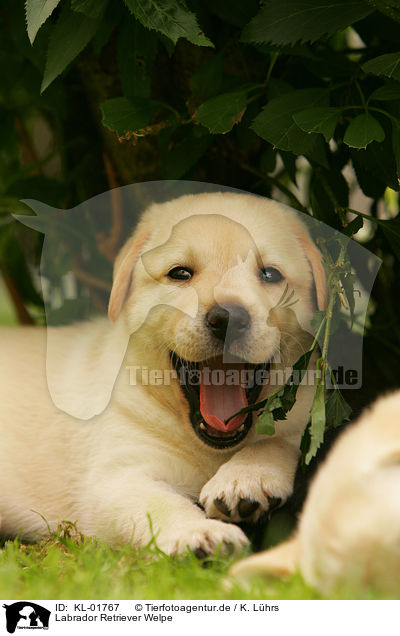 Labrador Retriever Welpe / labrador retriever puppy / KL-01767