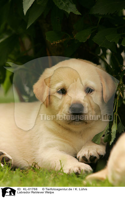 Labrador Retriever Welpe / labrador retriever puppy / KL-01768