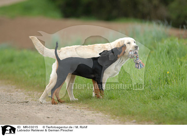 Labrador Retriever & German Pinscher / MR-03015