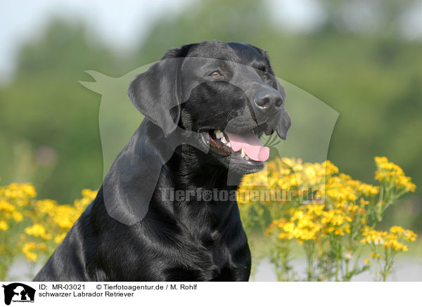 schwarzer Labrador Retriever / MR-03021