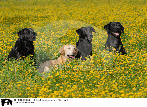 Labrador Retriever / MR-03023