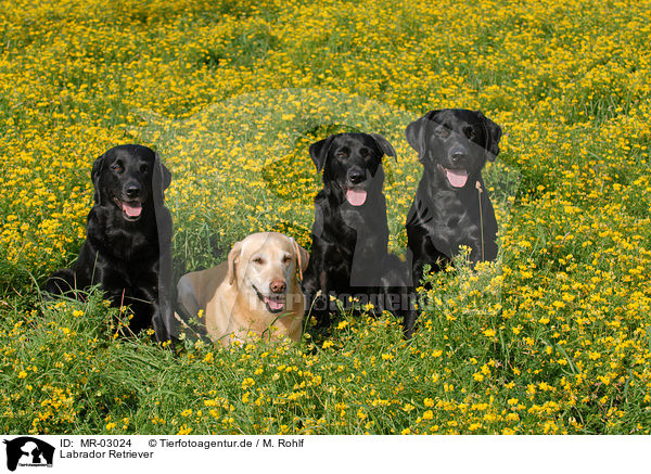 Labrador Retriever / MR-03024