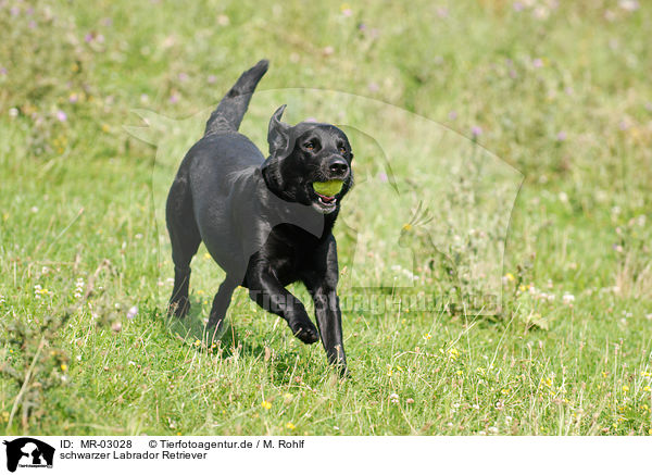 schwarzer Labrador Retriever / black Labrador Retriever / MR-03028