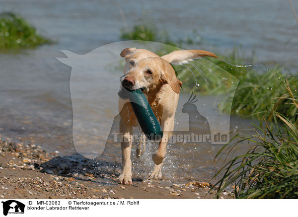 blonder Labrador Retriever / blonde Labrador Retriever / MR-03063