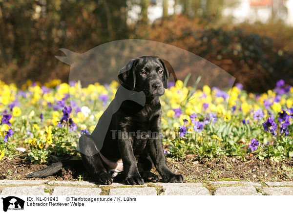 Labrador Retriever Welpe / KL-01943