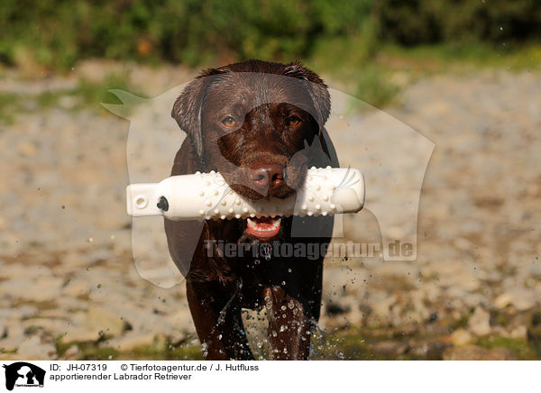 apportierender Labrador Retriever / JH-07319