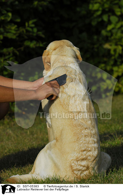 Labrador Retriever bei der Fellpflege / brushing a Labrador Retriever / SST-05383
