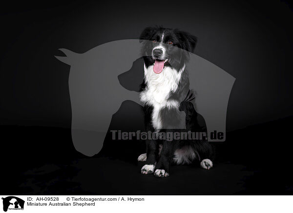 schwarzer Labrador Retriever / MK-02025