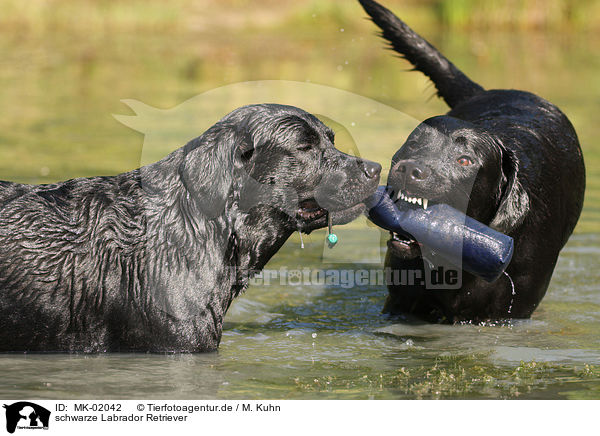 schwarze Labrador Retriever / black Labrador Retriever / MK-02042