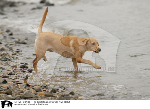 rennender Labrador Retriever / running Labrador Retriever / MR-03186