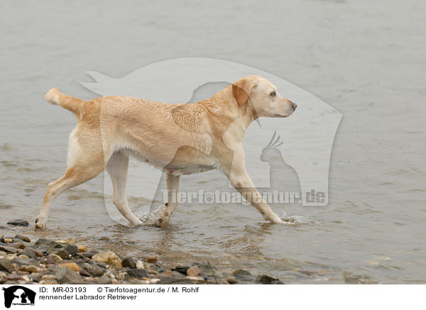 rennender Labrador Retriever / running Labrador Retriever / MR-03193