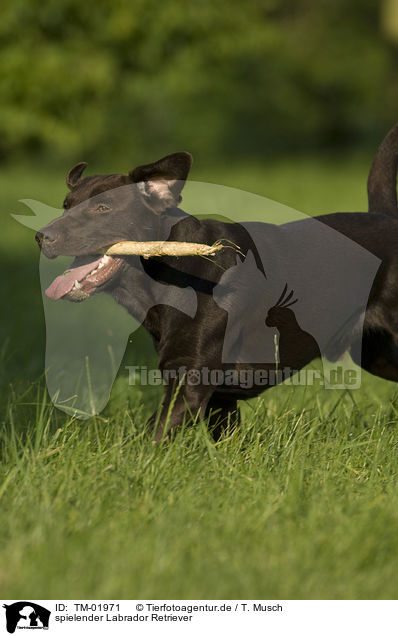 spielender Labrador Retriever / playing Labrador Retriever / TM-01971