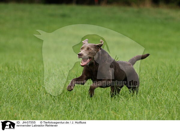 rennender Labrador Retriever / running Labrador Retriever / JH-07555
