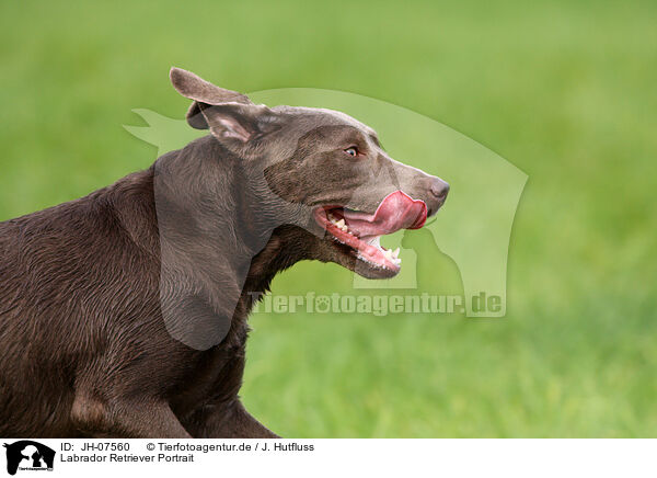 Labrador Retriever Portrait / JH-07560