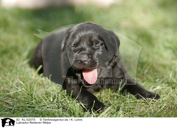 Labrador Retriever Welpe / Labrador Retriever puppy / KL-02075