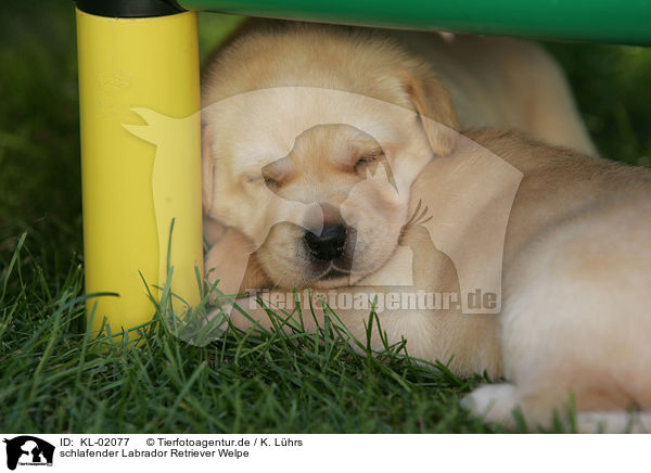 schlafender Labrador Retriever Welpe / sleeping Labrador Retriever puppy / KL-02077