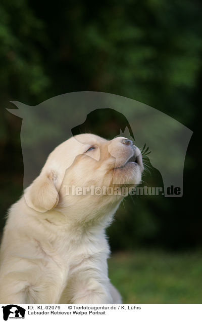 Labrador Retriever Welpe Portrait / Labrador Retriever puppy portrait / KL-02079