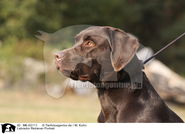 Labrador Retriever Portrait / MK-02111