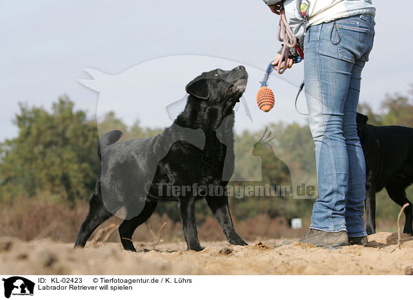 Labrador Retriever will spielen / KL-02423