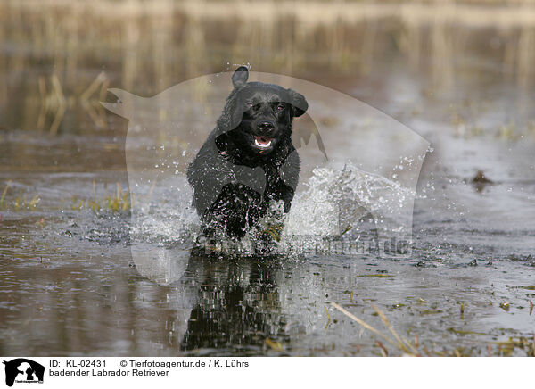 badender Labrador Retriever / KL-02431