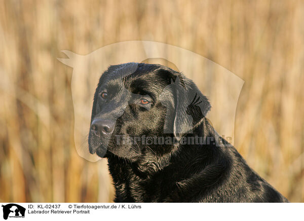 Labrador Retriever Portrait / KL-02437