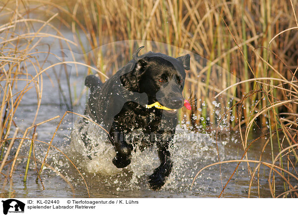 spielender Labrador Retriever / KL-02440