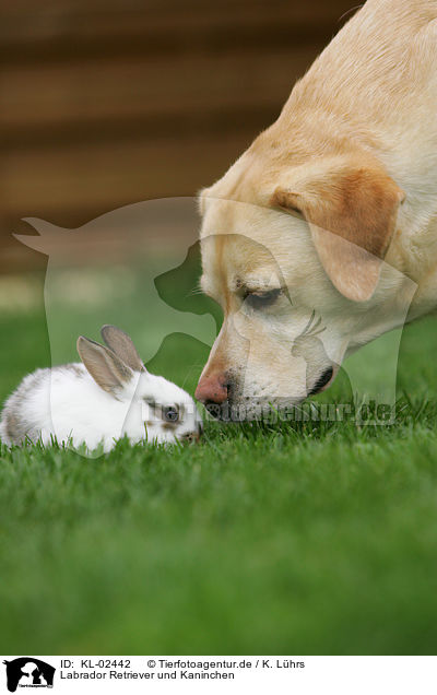 Labrador Retriever und Kaninchen / Labrador Retriever and bunny / KL-02442