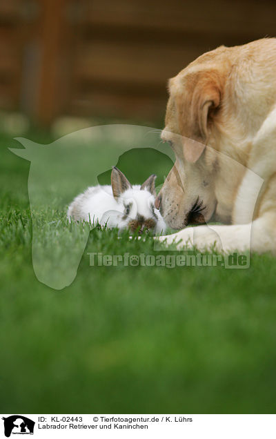 Labrador Retriever und Kaninchen / KL-02443